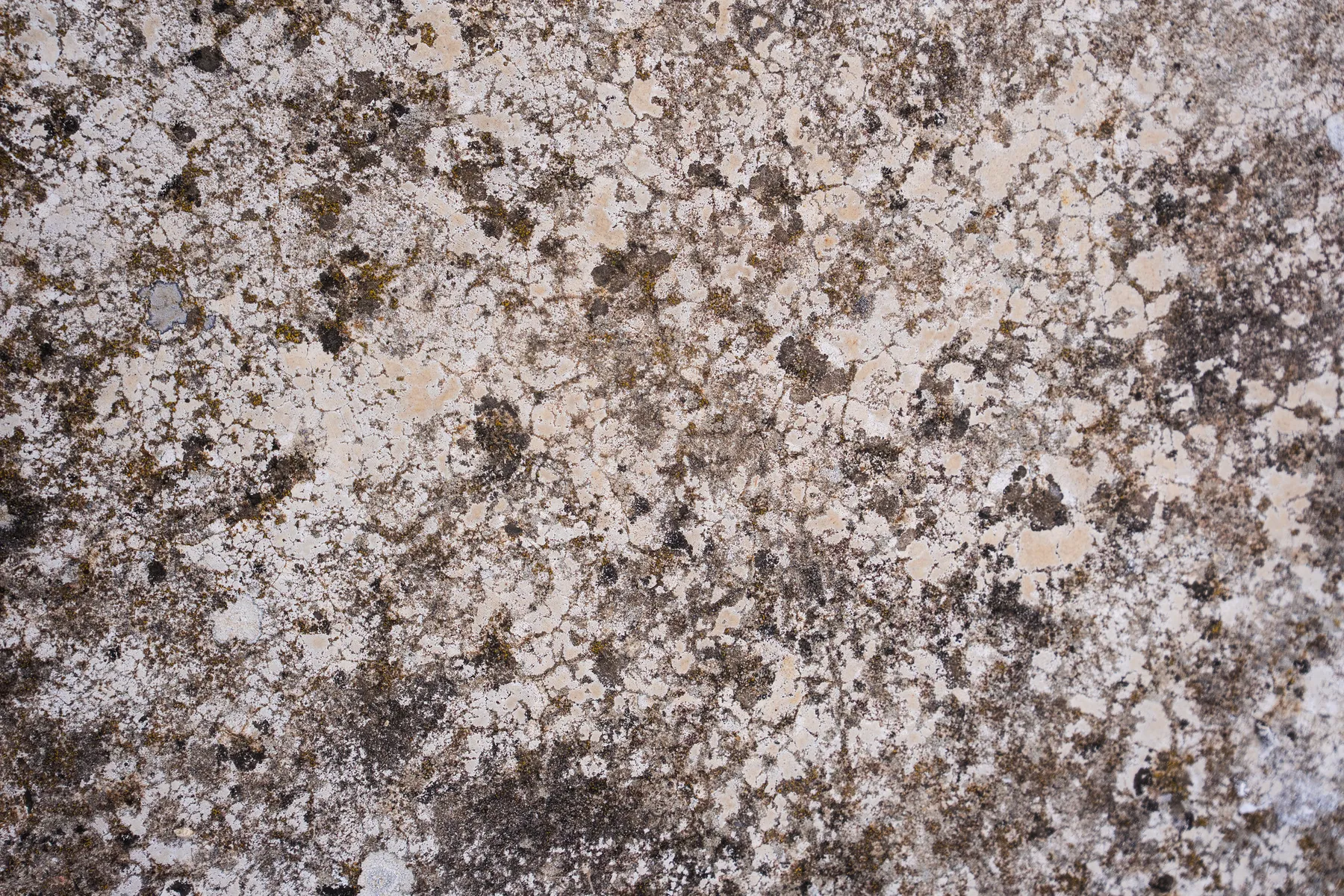 Détail de pierre et de végétation sur le site archéologique de Gisacum